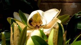 12 Facts You Might Not Know About Magnolias