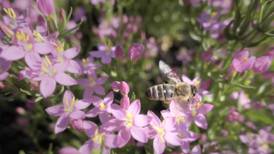 Ideas to make your yard beautiful at the Bulb Sale