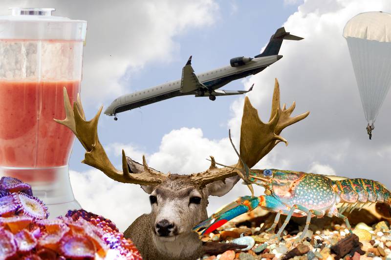 You can bring WHAT on a plane? A list of strange TSA permitted items
