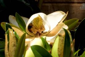12 Facts You Might Not Know About Magnolias