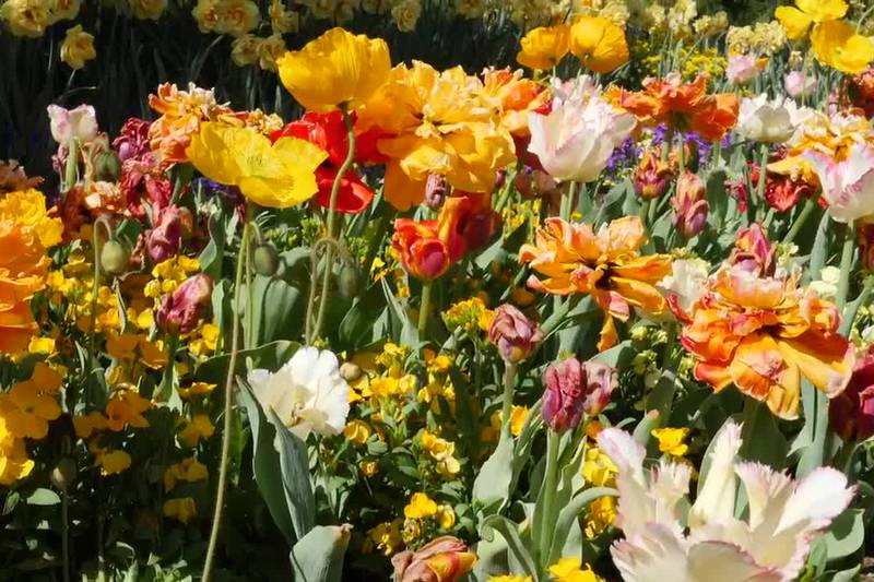 You can become a Master Gardener