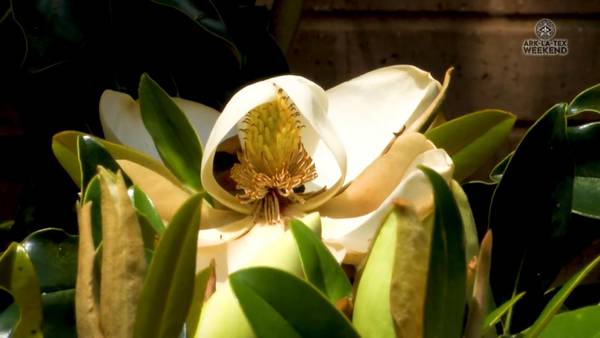 12 Facts You Might Not Know About Magnolias