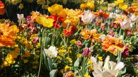 You can become a Master Gardener