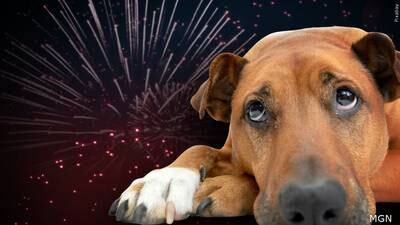 Doctor offers tips on how to keep your pet safe during the Fourth of July