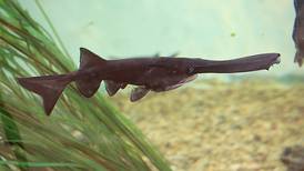 Party at the Paddlefish Festival